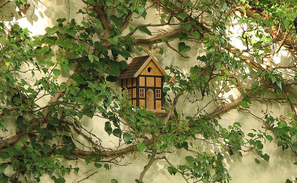 Fachwerk-Nistkasten zwischen Efeuranken im Spalier an einer hellen Hauswand