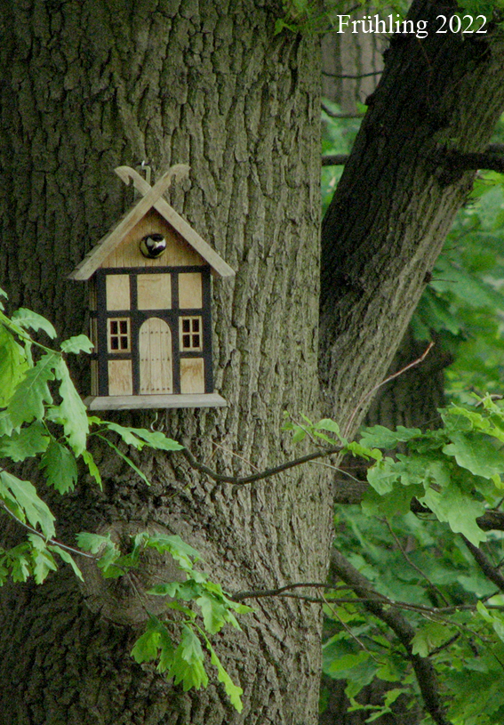 Fachwerk-Nistkasten hängt im Frühling am Stamm einer alten Eiche zwischen frischem Laub
