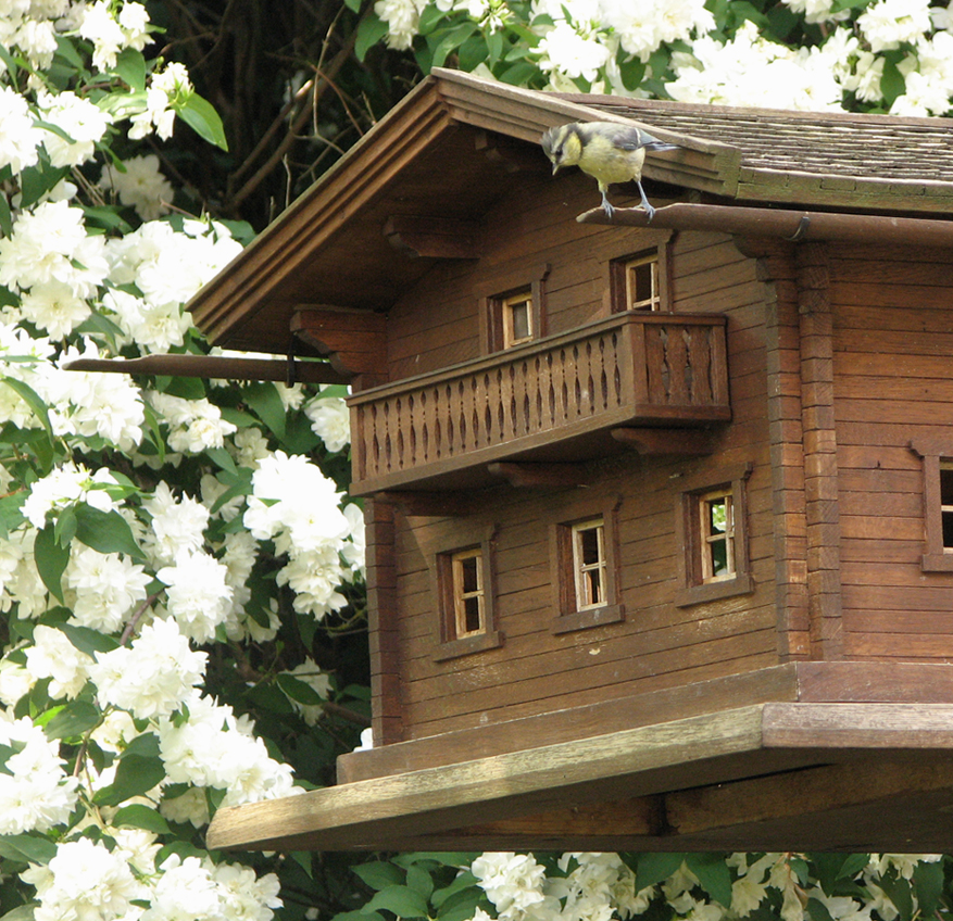 Vogelvilla aus Holz mit Blaumeise vor weiß blühendem Strauch